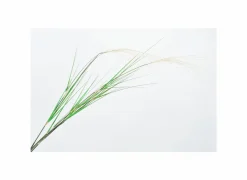 Kunsttakken|Decoratietak Grasspriet H122cm