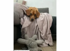 Herfstdecoratie|Plaids|Plaid 150x200cm - microvezel - oudroze