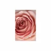 Print op glas Rose 80x120cm- Kaders & Prints