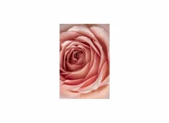 Print op glas Rose 80x120cm- Kaders & Prints